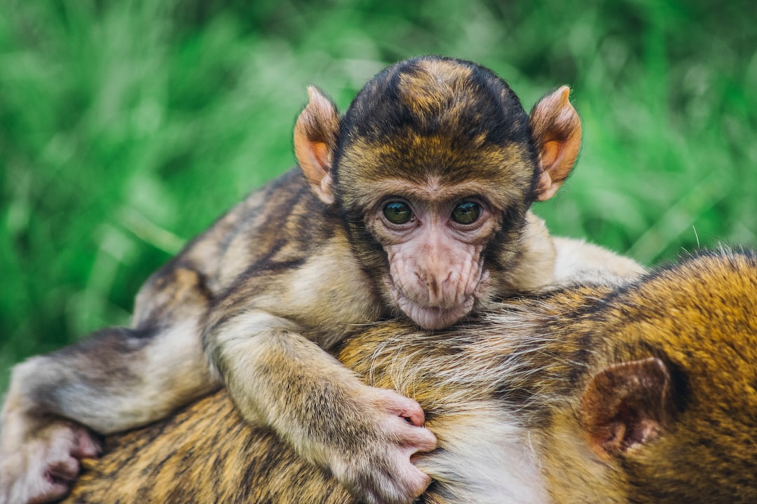 Wildlife photo spot Trentham Monkey Forest Moel Famau