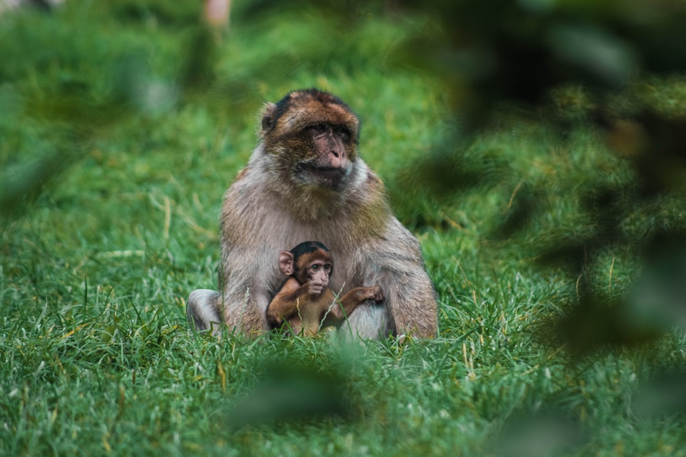 Macaco marrom com bebê sentado na grama verde durante o dia