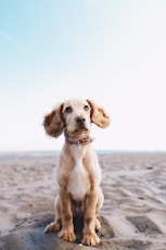 edinburgh film company: a brown dog sitting on top of a sandy beach