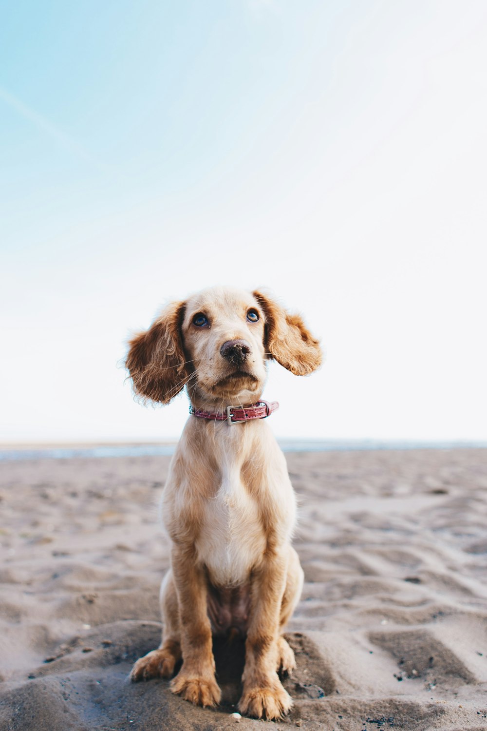 모래 해변 위에 앉아있는 갈색 개