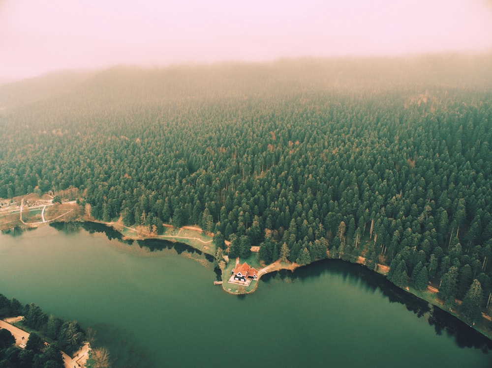 bird's-eye view photo of calm body of water with tall trees