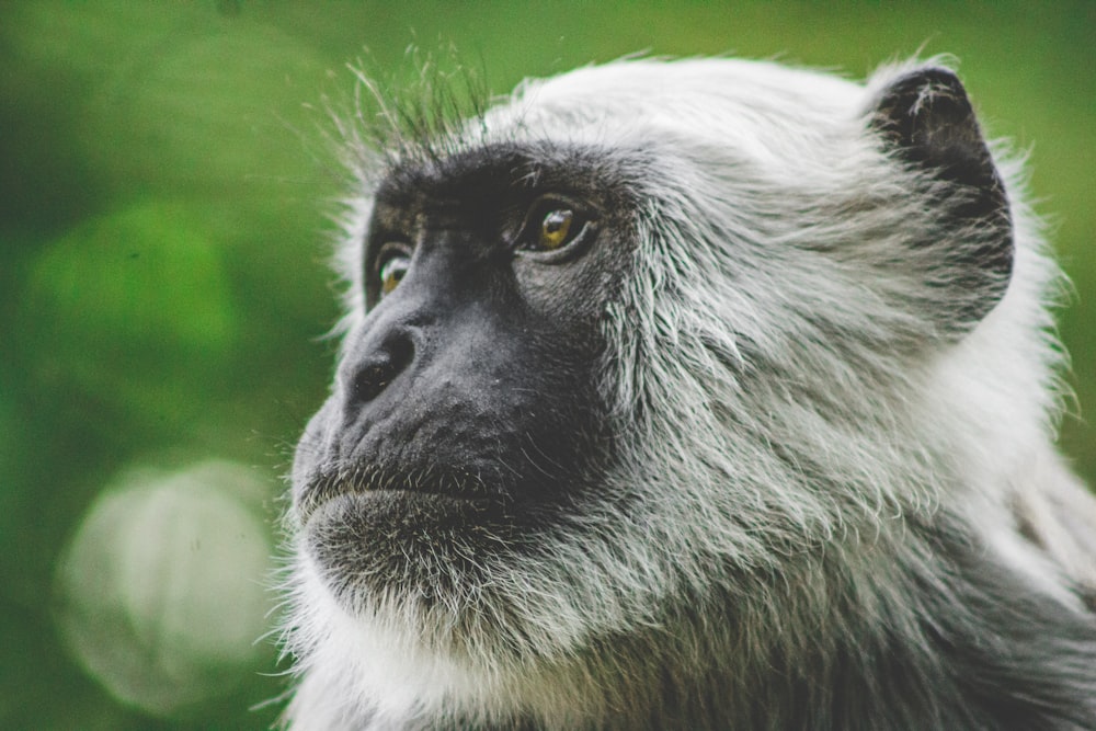 Fotografia de foco raso do macaco branco