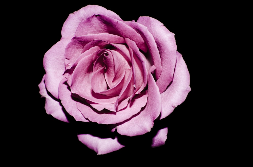 Fotografía de enfoque de rosa rosa