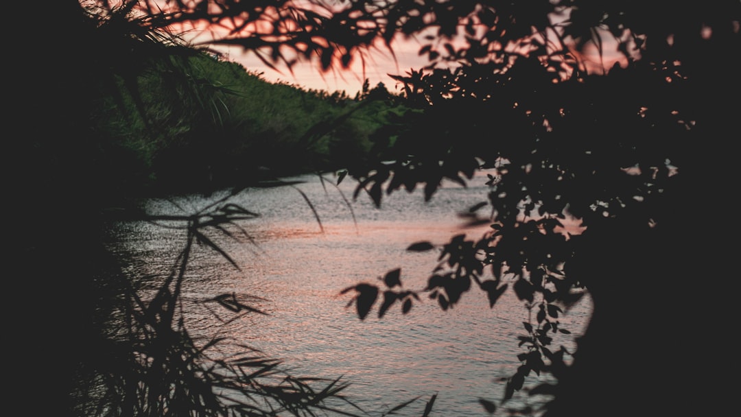 silhouette of plant near sea