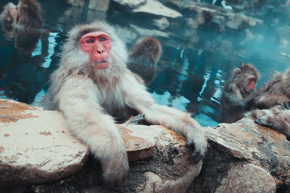 999+ Fotos de Monos de Nieve  Descargar imágenes gratis en Unsplash