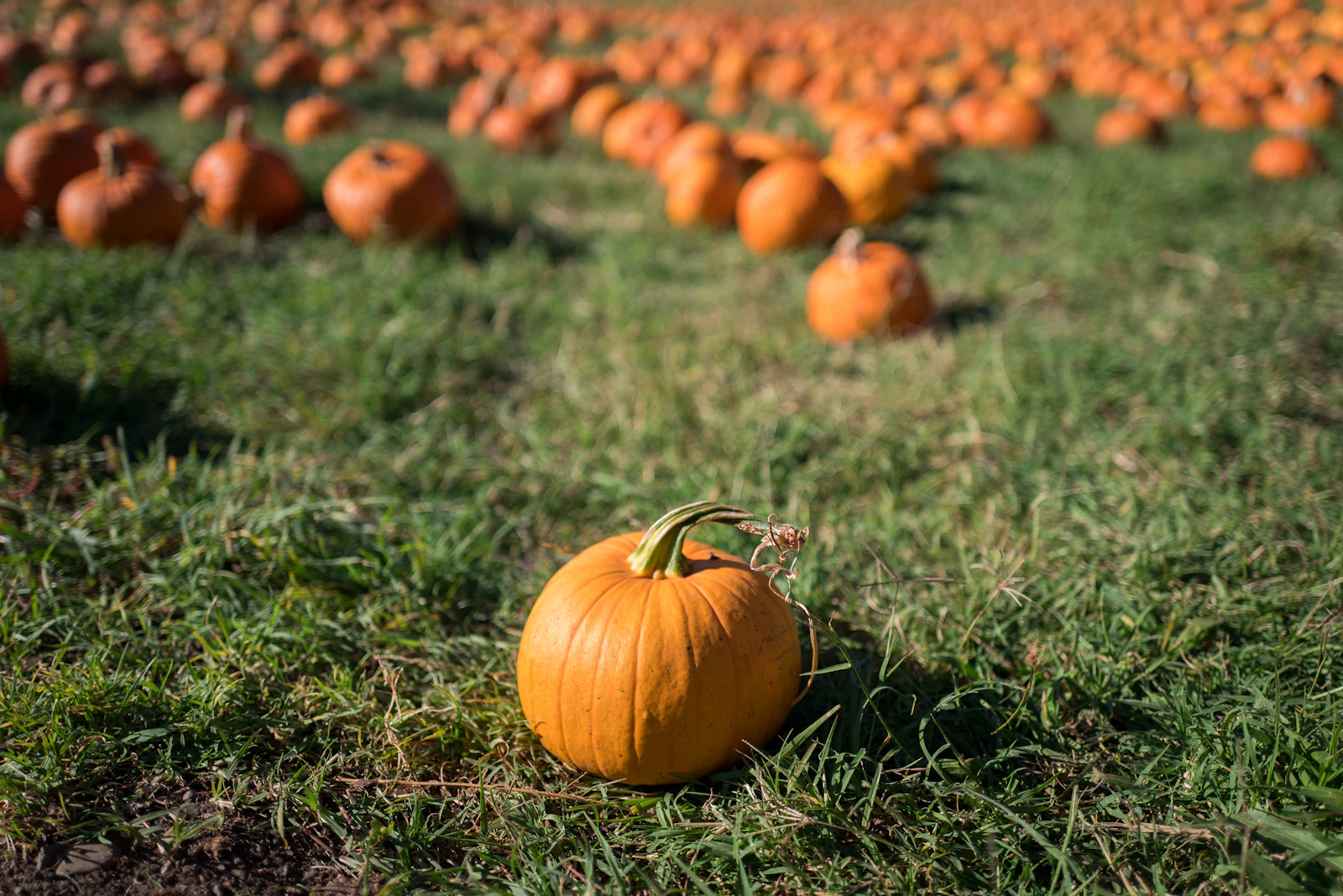 Are DFW Farmers Markets Open in Winter