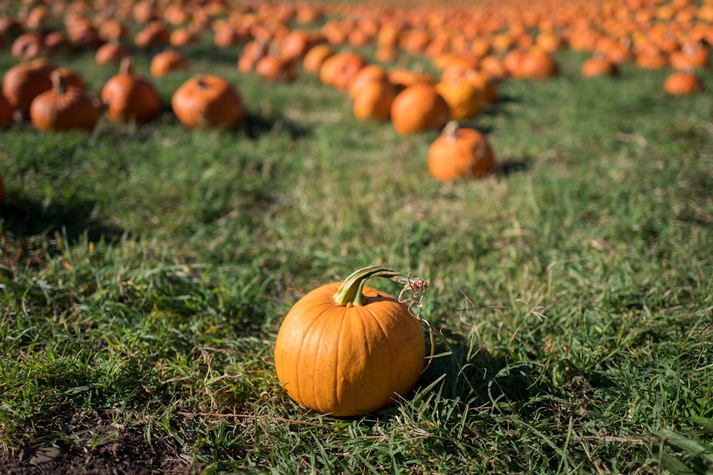 pumpkin fruit selective focal photo