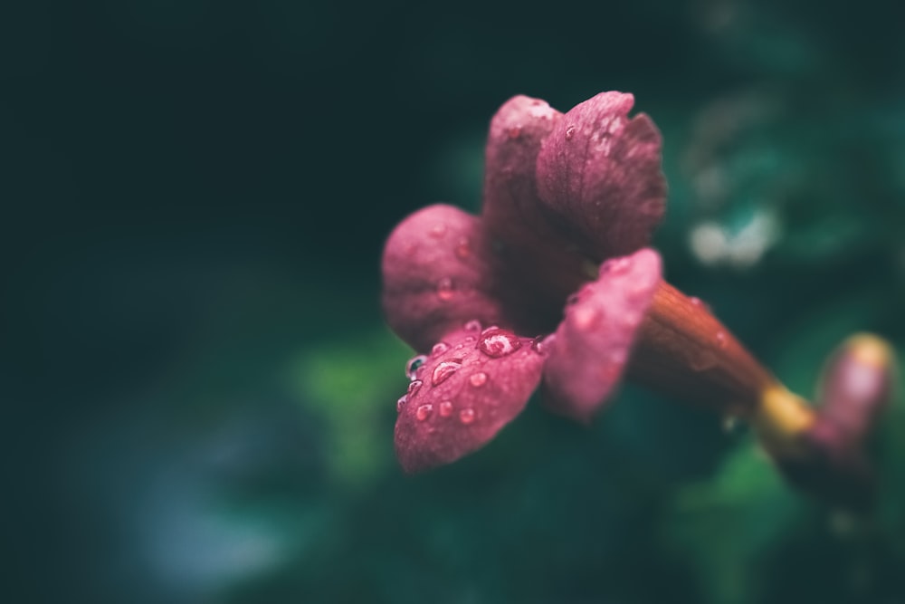 close-up photography of blooming red 5-petaled flowers