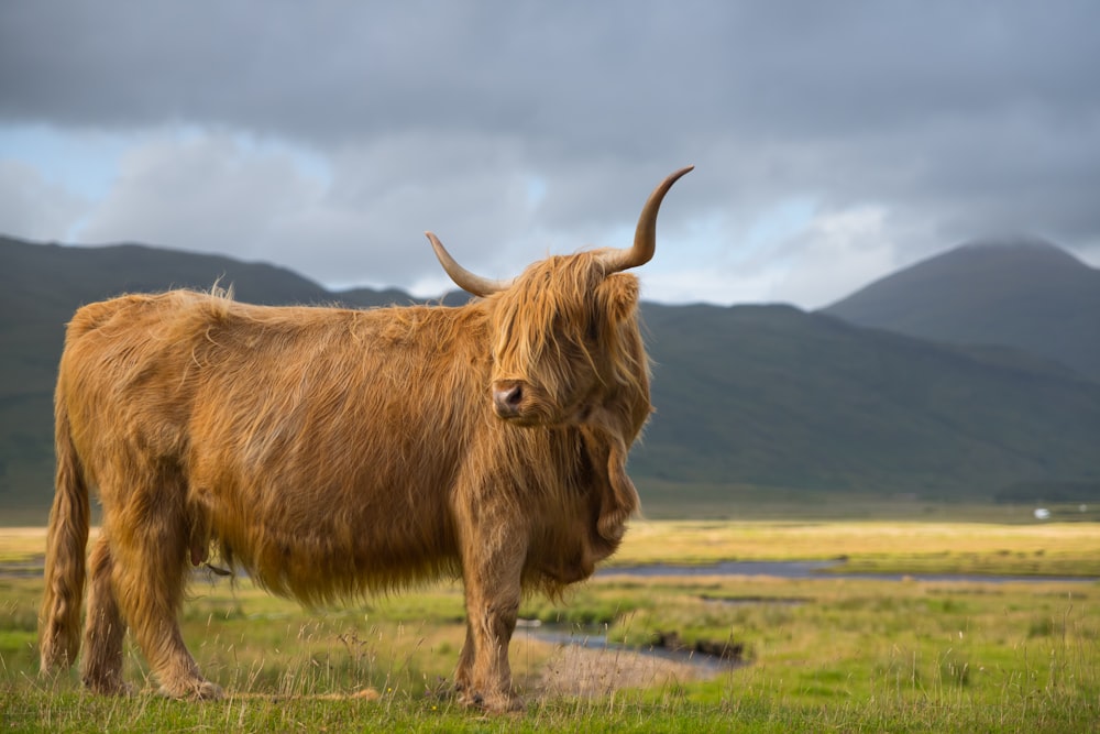 photo of brown yak on green grass field
