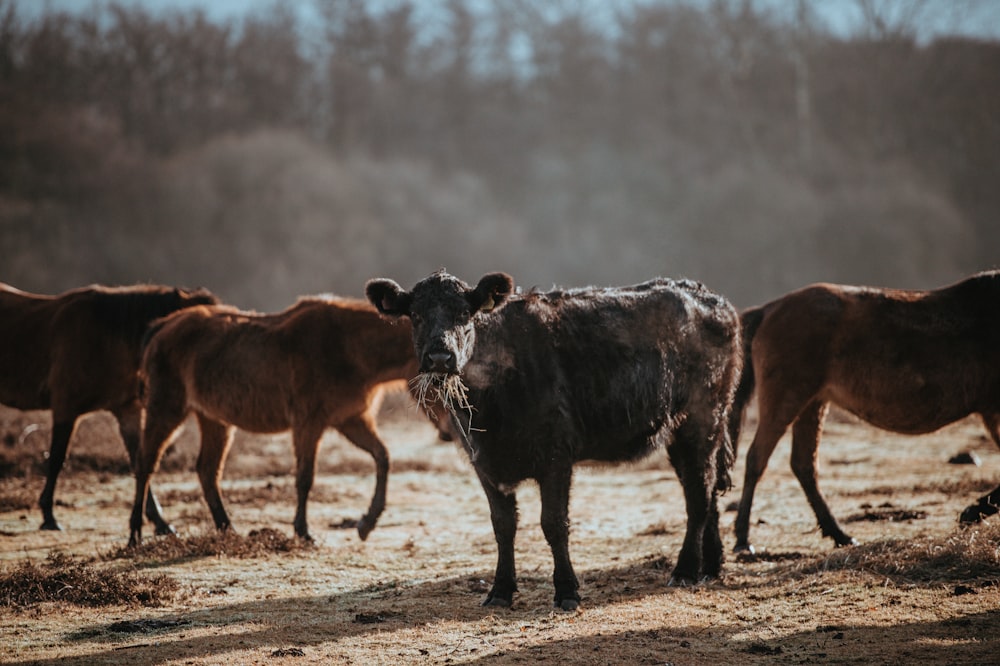 black cattle and brown horse