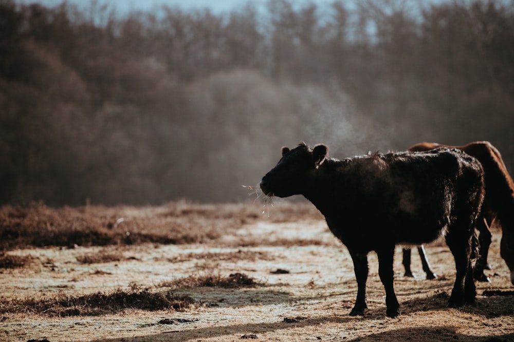 cattles on field near trees during daytime