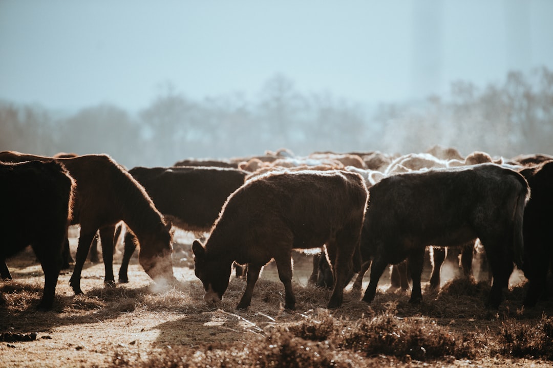 tilt-shift lens photography of herd of brown cattles