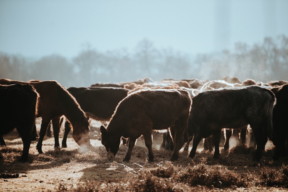 tilt-shift lens photography of herd of brown cattles