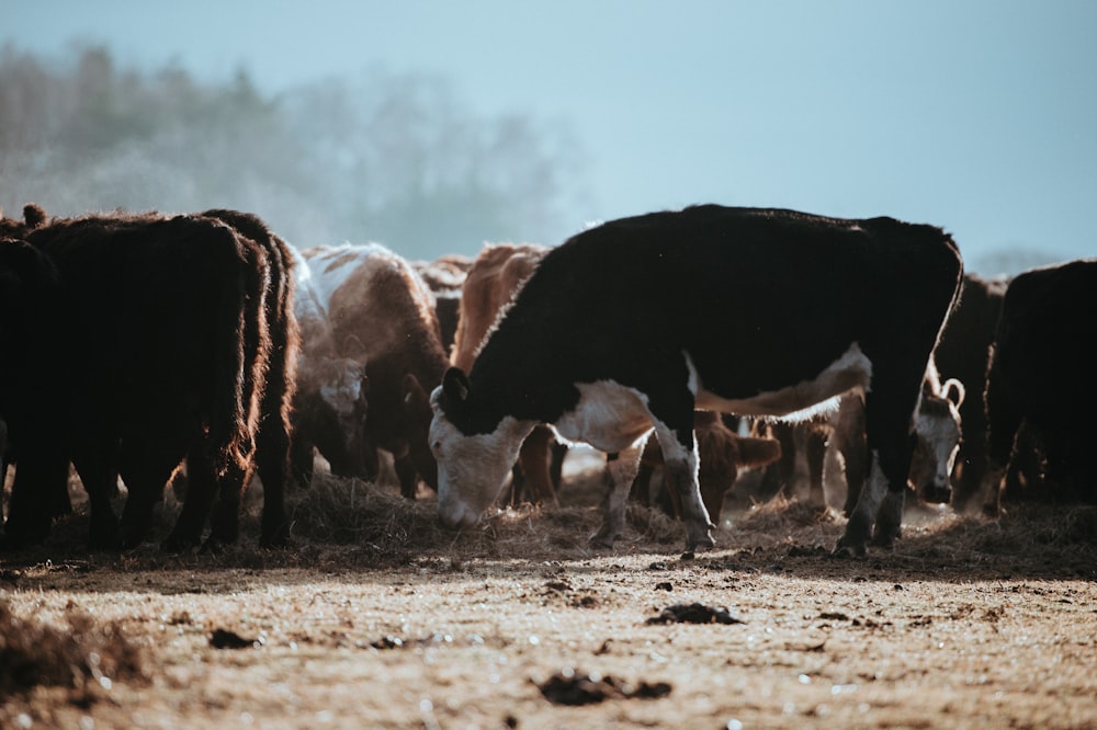 herd of cows on brown surface