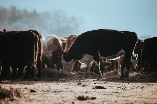 herd of cows on brown surface in New Forest District United Kingdom