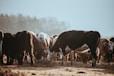 group of cow