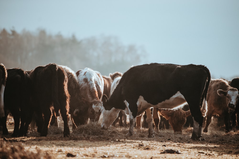 grupo de vacas