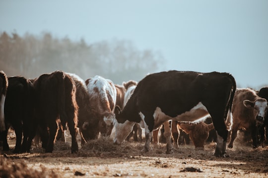 group of cow in New Forest District United Kingdom