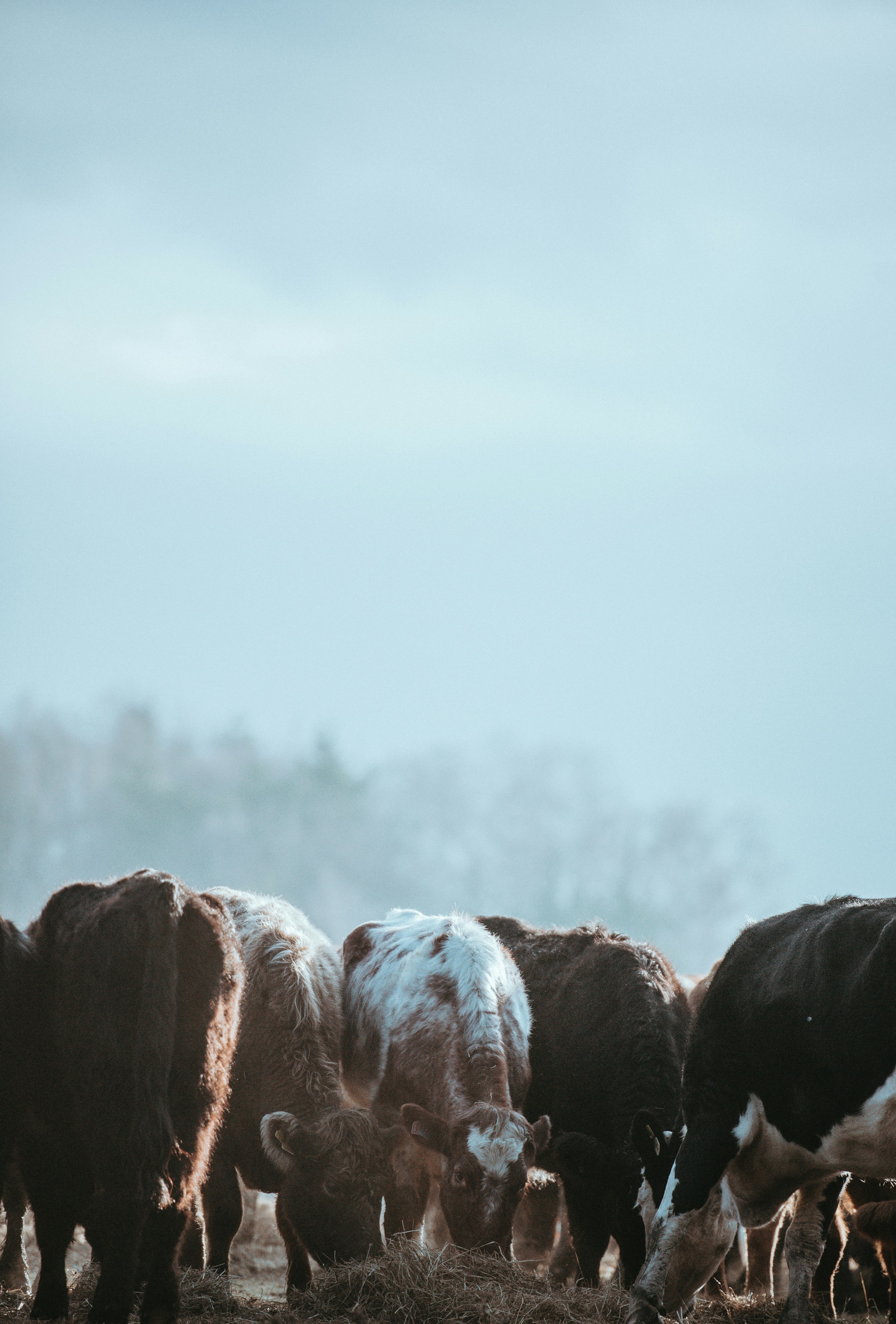 Photo by anniespratt