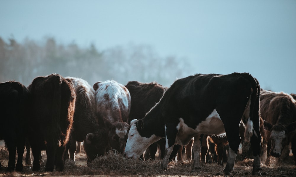 herd of cattles eating grass