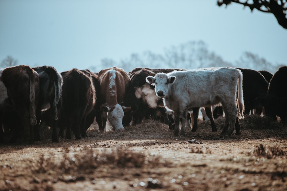 herd of brown and white cattles at daytime