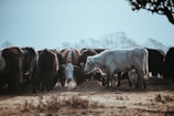 Vacas en el campo