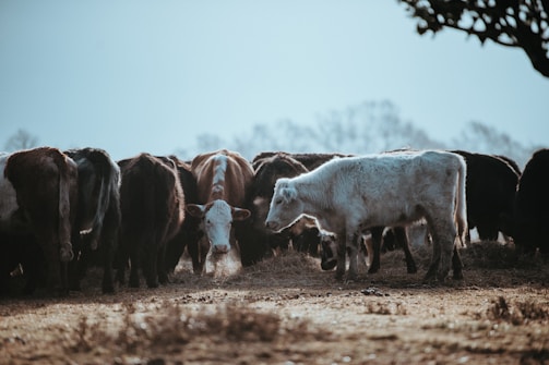 Vacas en el campo