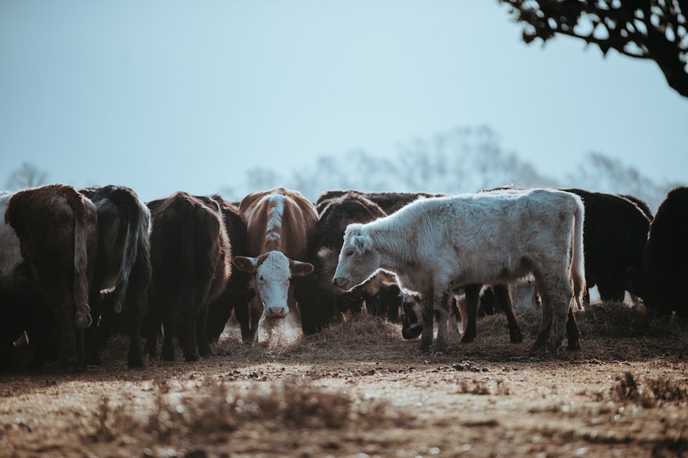 herd of white and black cows