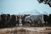 Kansas January 1 Cattle Inventory