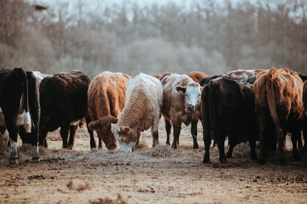 herd of brown and white cattles