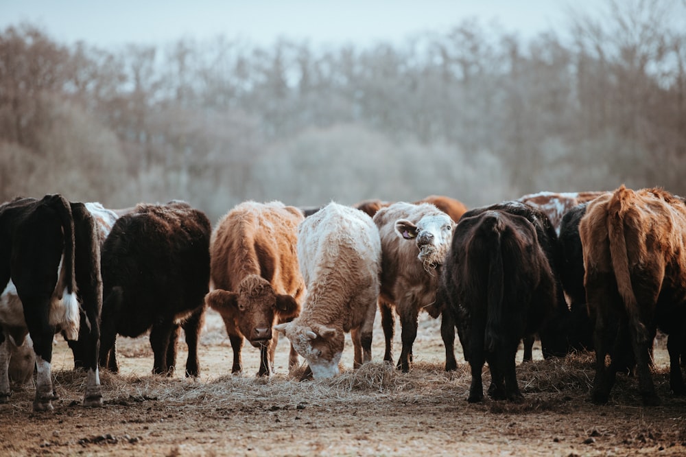 herd of black, brown, and white water buffalo