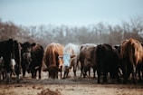 A group of farmers working together in a green pasture with cattle.
