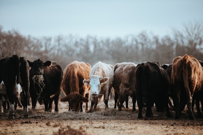 A group of farmers working together in a green pasture with cattle.