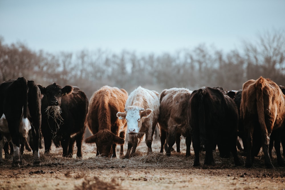 group of cows