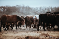 A group of diverse livestock animals standing together on a farm.