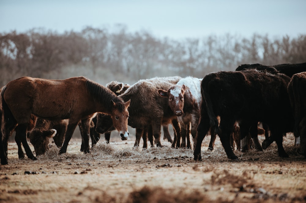 herd of brown horses and cows on field near brown trees selective-focus photography