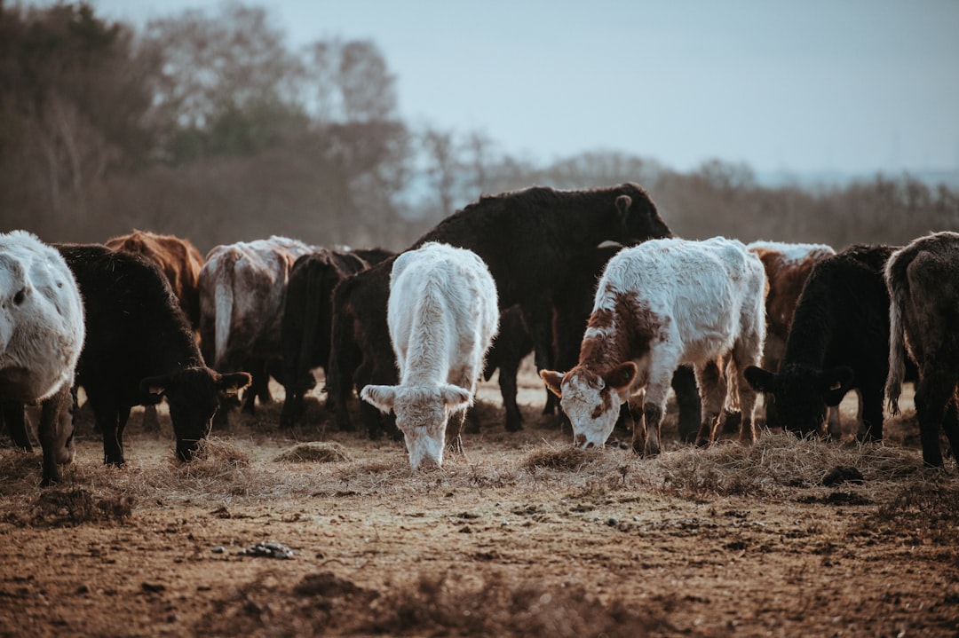 herd of black, white, and brown cow