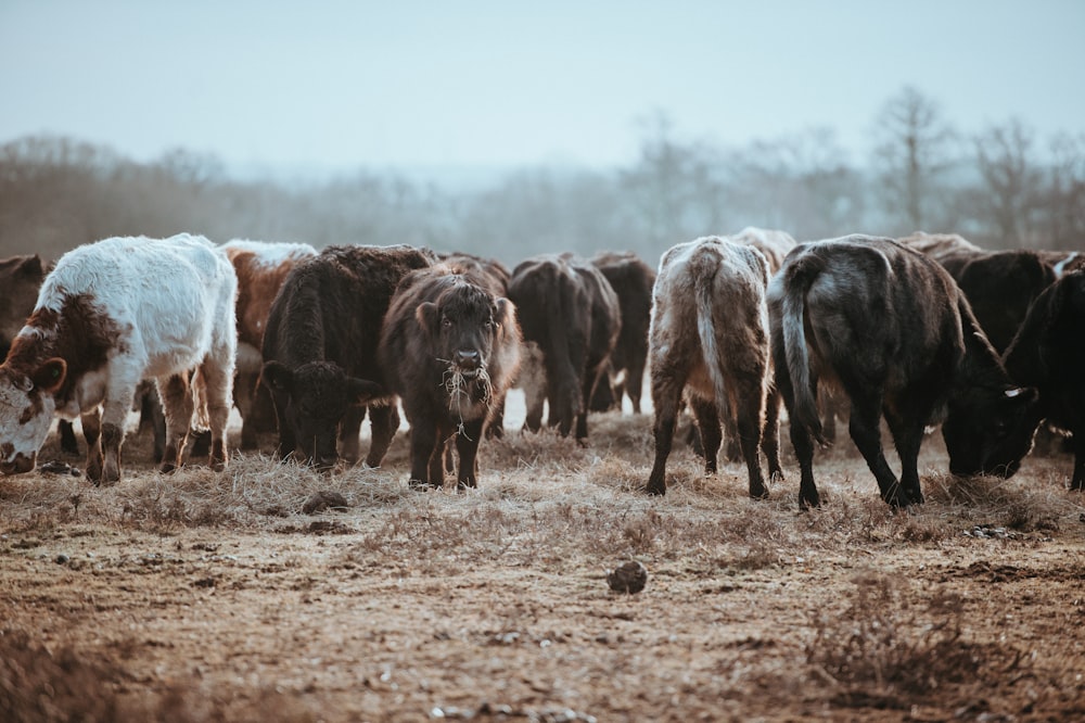 herd of buffalo