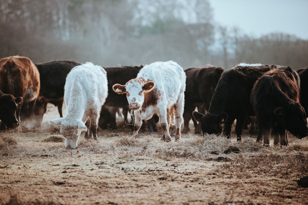 herd of brown-and-white cattle calfs