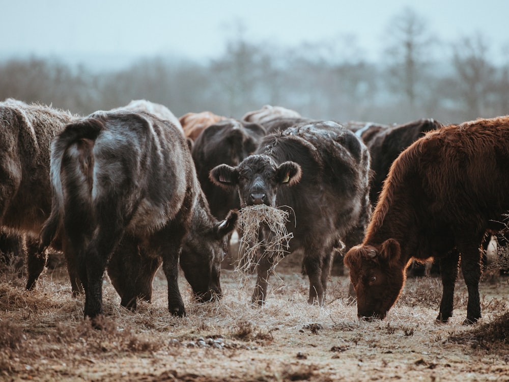 group of cattle