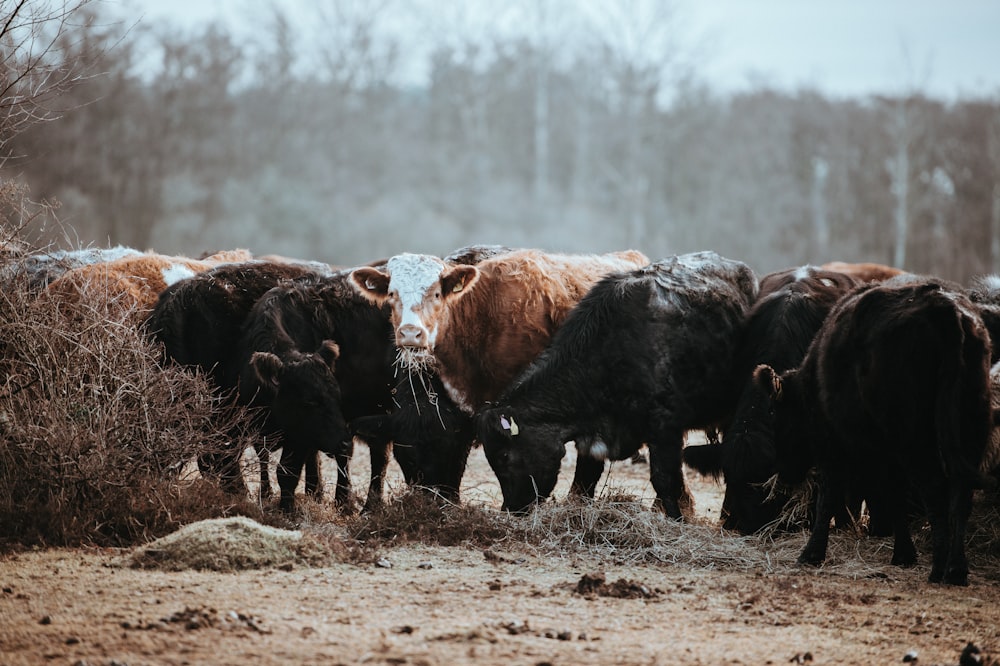 herd of brown and black goat on field