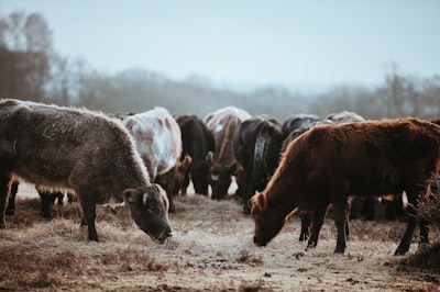 shallow focus photography of brown cow while eating ranch teams background