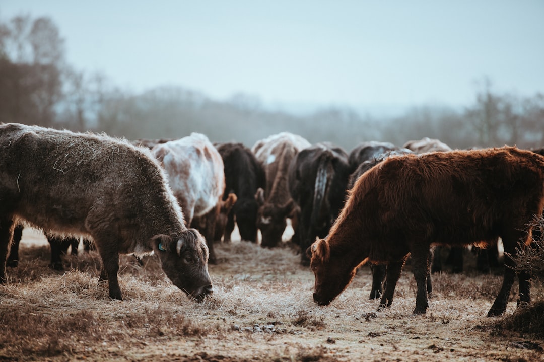 shallow focus photography of brown cow while eating