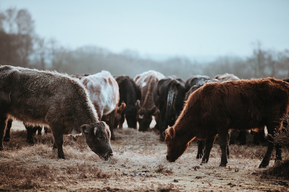 shallow focus photography of brown cow while eating