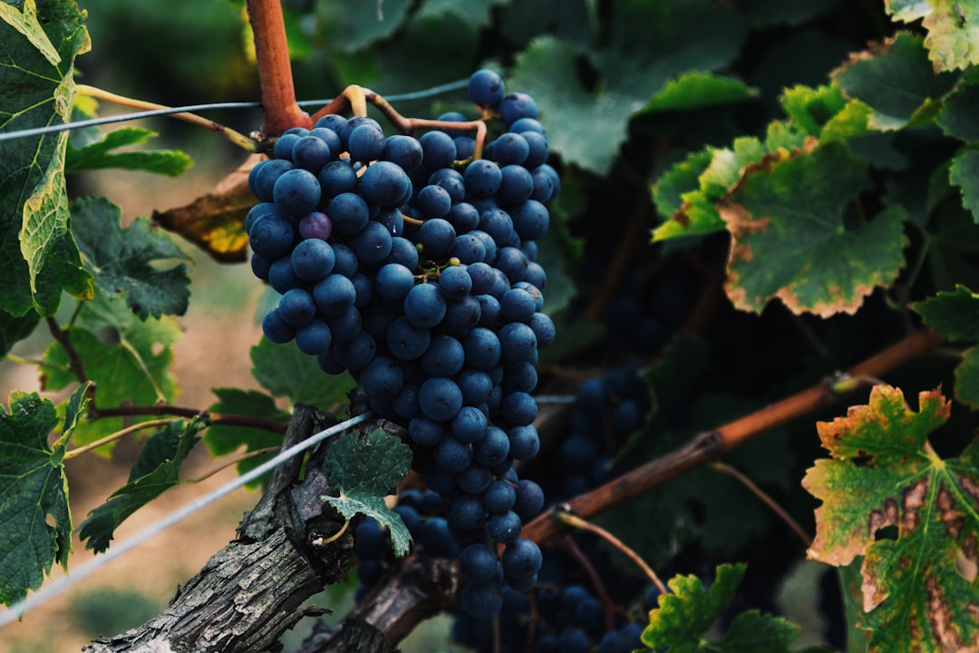 shallow focus photography of bluberries, Grapes in a vineyard