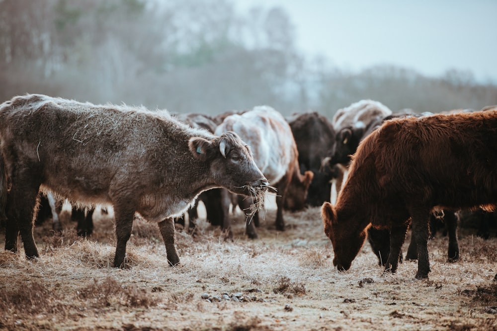 black and brown animals eating