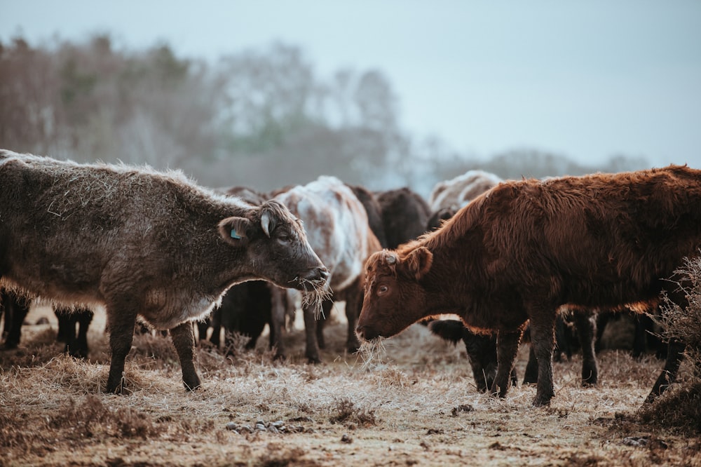 cows on field photo