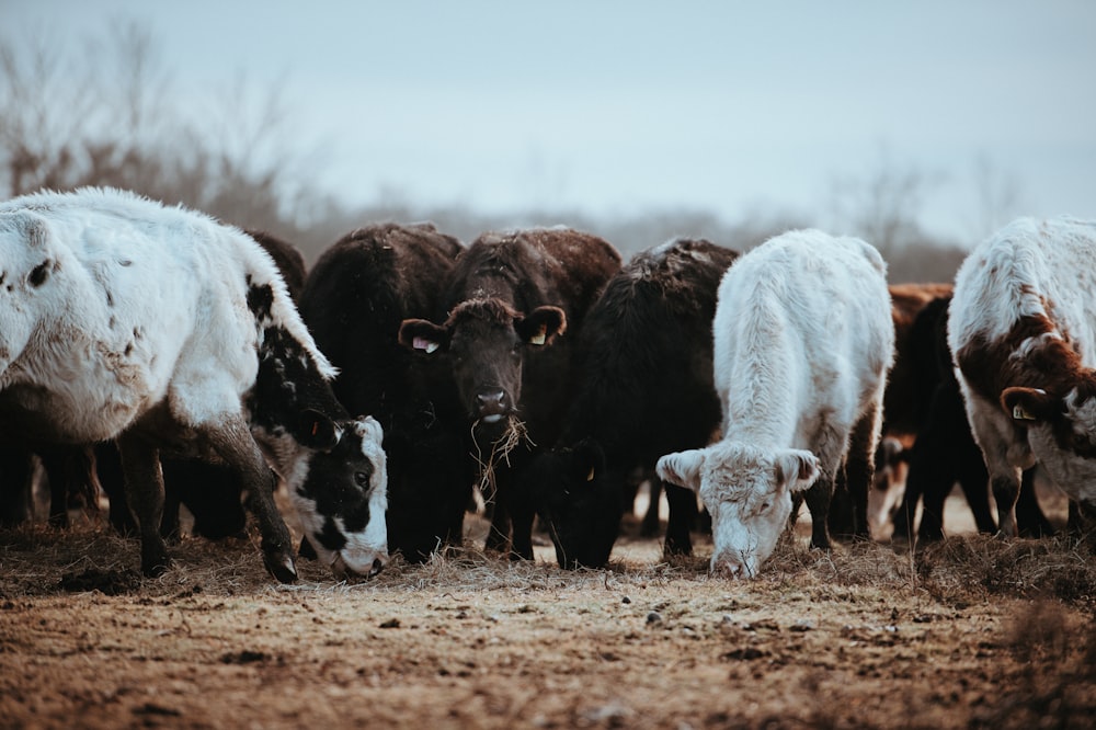 herd of white and brown cattles grazing during daytime