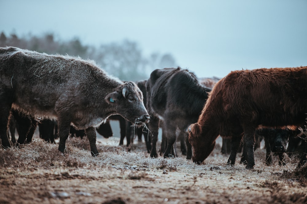 Fotografia de foco seletivo de búfalos
