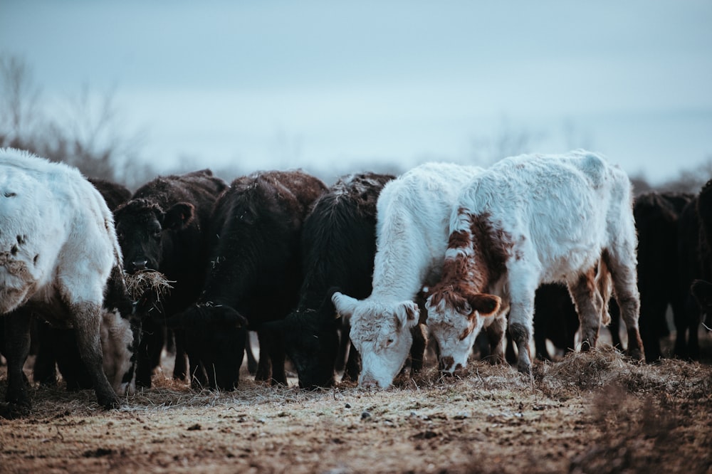 herd of white and black sheep